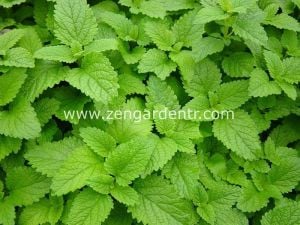 Şifalı melissa fidesi oğul otu fit melissa officinalis 3 fide