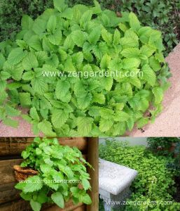Şifalı melissa fidesi oğul otu fit melissa officinalis 3 fide