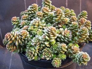 Sedum little gem