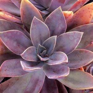 Echeveria fred ives sukulent bitki
