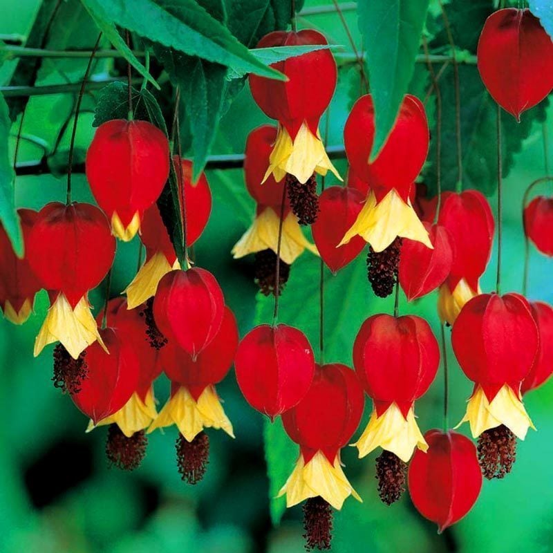 Abutilon megapotamicum fidesi ağaç küpelisi