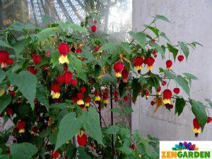 Abutilon megapotamicum fidesi ağaç küpelisi