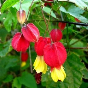 Abutilon megapotamicum fidesi ağaç küpelisi