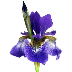 Iris sibirica Caesar's Brother süsen soğanı iris siberian