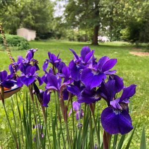 Iris sibirica Caesar's Brother süsen soğanı iris siberian