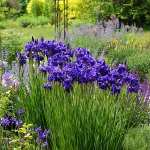 Iris sibirica Caesar's Brother süsen soğanı iris siberian