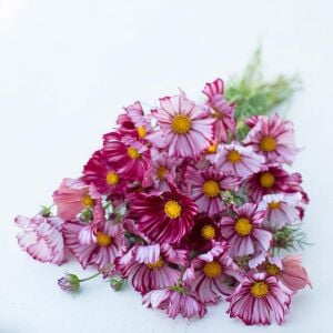 Kozmos Çiçeği tohumu – cosmos bipinnatus velouette