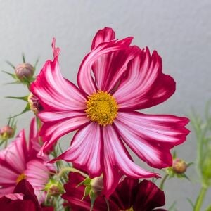 Kozmos Çiçeği tohumu – cosmos bipinnatus velouette