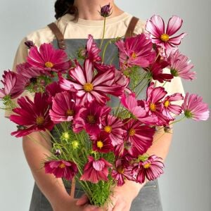 Kozmos Çiçeği tohumu – cosmos bipinnatus velouette