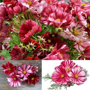 Kozmos Çiçeği tohumu – cosmos bipinnatus velouette