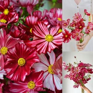 Kozmos Çiçeği tohumu – cosmos bipinnatus velouette