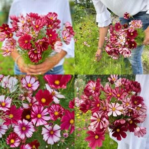 Kozmos Çiçeği tohumu – cosmos bipinnatus velouette