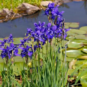 Iris sibirica Caesar's Brother süsen soğanı iris siberian