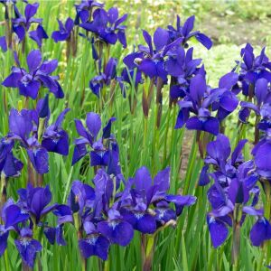 Iris sibirica Caesar's Brother süsen soğanı iris siberian