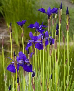 Iris sibirica Caesar's Brother süsen soğanı iris siberian