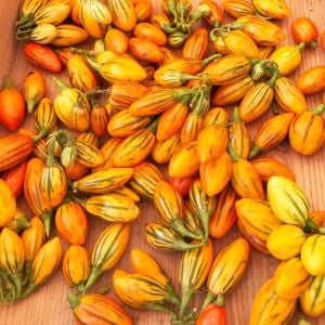 Sarı yeşil patlıcan tohumu atalık çizgili salkım şeklinde