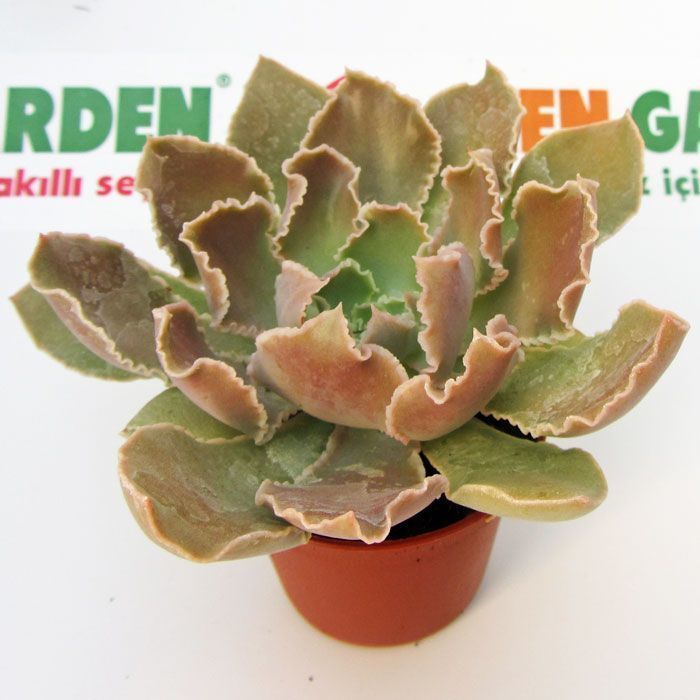 Echeveria shaviana peregrina