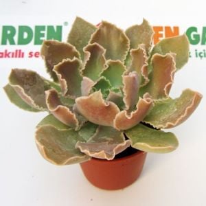 Echeveria shaviana peregrina