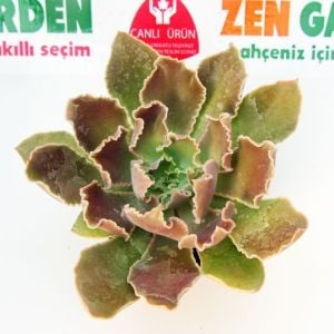 Echeveria shaviana peregrina