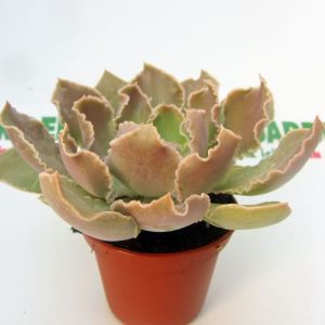 Echeveria shaviana peregrina