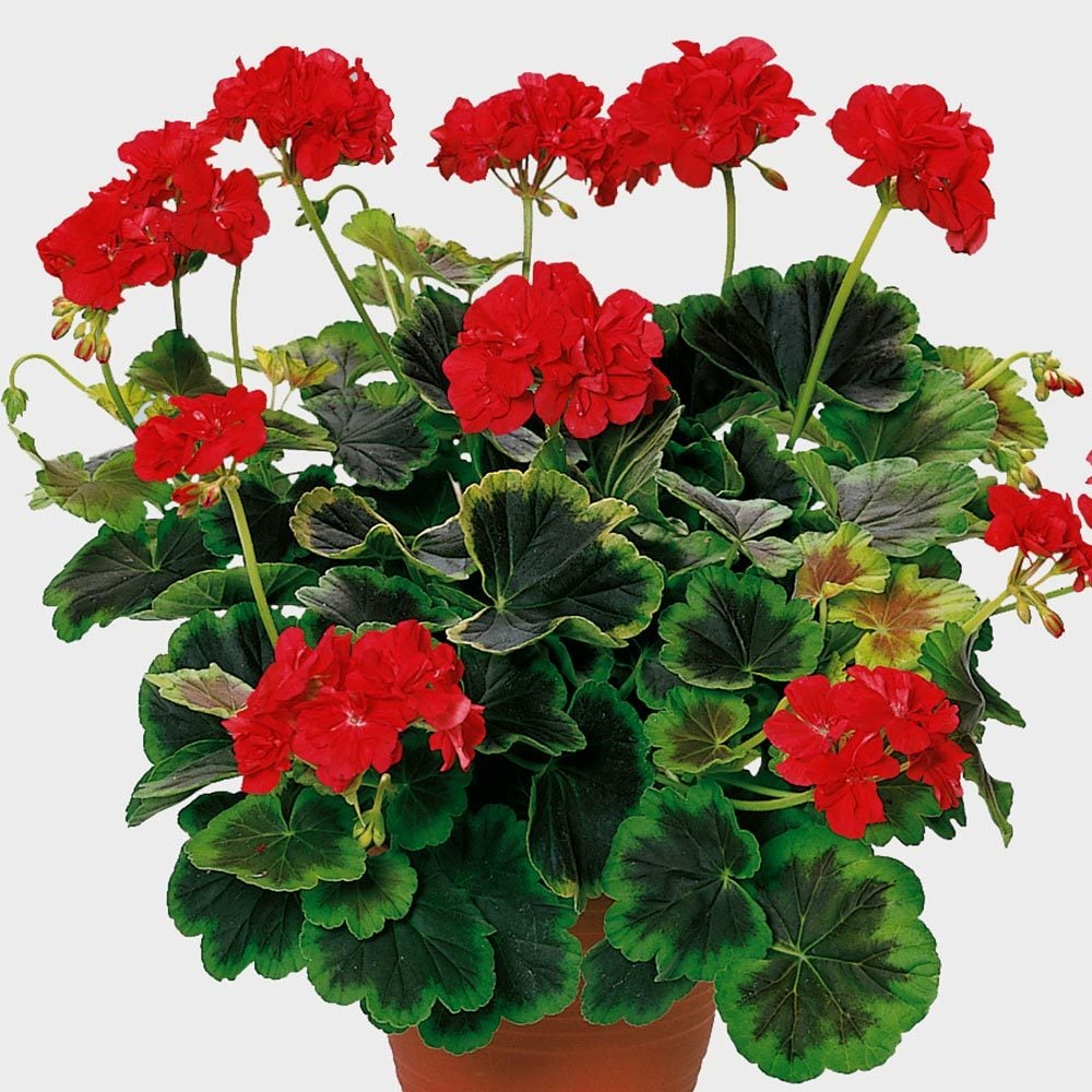 Occold shield dekoratif sardunya fidesi ithal pelargonium deco