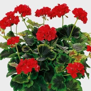 Occold shield dekoratif sardunya fidesi ithal pelargonium deco