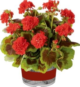 Occold shield dekoratif sardunya fidesi ithal pelargonium deco