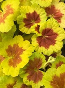 Occold shield dekoratif sardunya fidesi ithal pelargonium deco