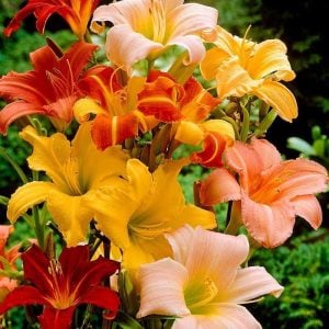 5 adet gün güzeli soğanı renkli karışım hemerocallis daylily