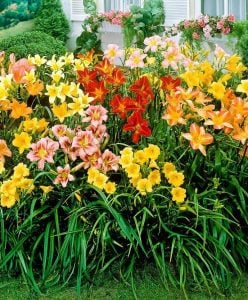5 adet gün güzeli soğanı renkli karışım hemerocallis daylily