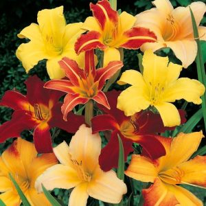 5 adet gün güzeli soğanı renkli karışım hemerocallis daylily