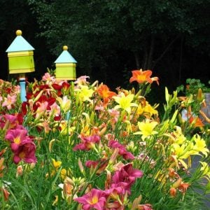 5 adet gün güzeli soğanı renkli karışım hemerocallis daylily