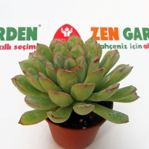 Echeveria pelusida sukulent bitki