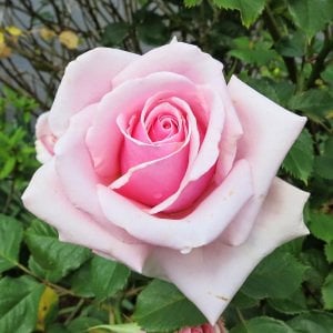 Açık pembe yerli gül fidanı aşılı 3+ yaş