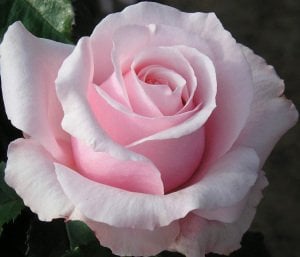 Açık pembe yerli gül fidanı aşılı 3+ yaş