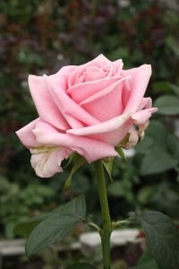 Açık pembe yerli gül fidanı aşılı 3+ yaş