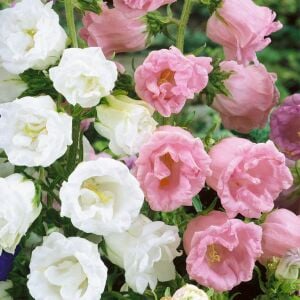 Kampanula Çan çiçeği tohumu – campanula medium flore plena pink double