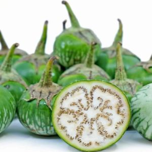 Yeşil dolmalık patlıcan tohumu patch siam