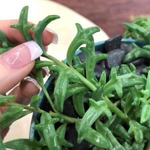 Senecio peregrinus yunus kolyesi sukulent string of dolphins