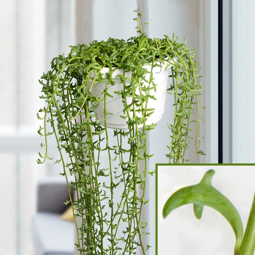 Senecio peregrinus yunus kolyesi sukulent string of dolphins