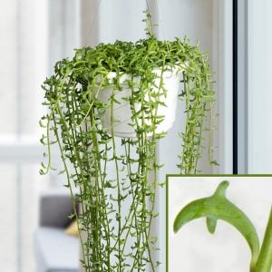 Senecio peregrinus yunus kolyesi sukulent string of dolphins