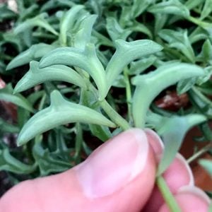 Senecio peregrinus yunus kolyesi sukulent string of dolphins