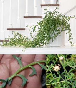 Senecio peregrinus yunus kolyesi sukulent string of dolphins