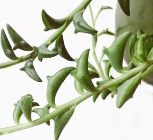 Senecio peregrinus yunus kolyesi sukulent string of dolphins