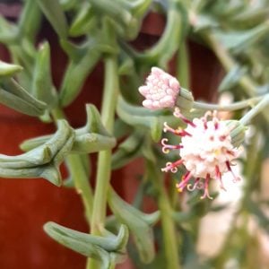 Senecio peregrinus yunus kolyesi sukulent string of dolphins