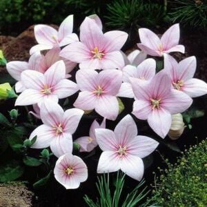 Fuji Pembe Balon Çiçeği Tohumu - platycodon grandiflorus