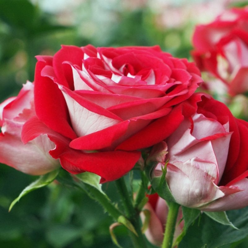 Cerise F.C. balkon saksı gül fidanı aşılı 3+ yaş