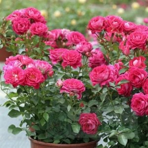 Cerise F.C. balkon saksı gül fidanı aşılı 3+ yaş