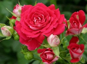 Cerise F.C. balkon saksı gül fidanı aşılı 3+ yaş