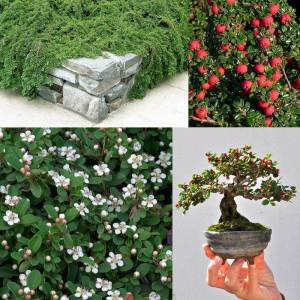 Kokulu yerörtücü kraliçe halısı cotoneaster dammeri queen of carpet yayılıcı dağ muşmulası 7 yada 9 cm saksıda